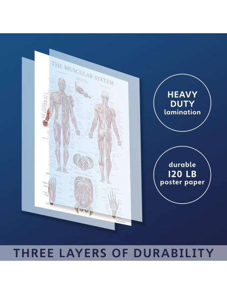 Conjunto de Pósters Anatómicos Palace Learning - 2 Laminados 45.72x60.96 cm