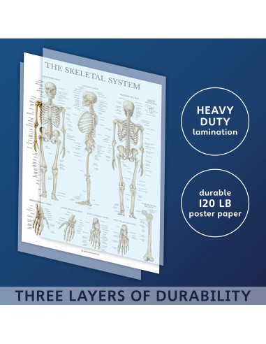 Conjunto de Pósters Anatómicos Palace Learning - 2 Laminados 45.72x60.96 cm