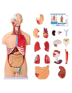 Modelo de Anatomía del Torso Humano 84.8 cm 32 Partes Removibles