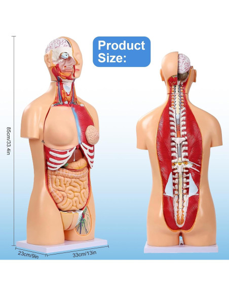 Modelo de Anatomía del Torso Humano 84.8 cm 32 Partes Removibles