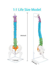 Modelo de Columna Vertebral NLShan 87.9 cm Anatómico Flexible 2