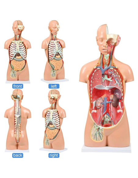 Modelo de Anatomía del Torso Humano 84.8 cm 32 Partes Removibles