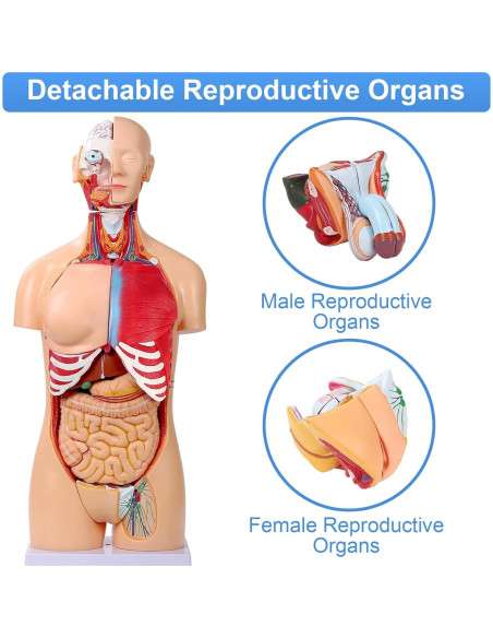 Modelo de Anatomía del Torso Humano 84.8 cm 32 Partes Removibles