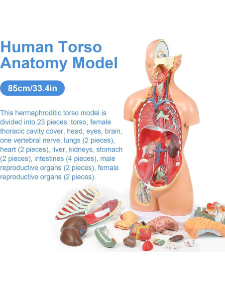 Modelo de Anatomía del Torso Humano 84.8 cm 32 Partes Removibles