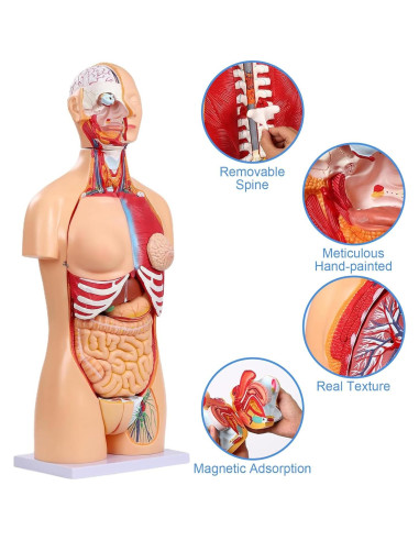 Modelo de Anatomía del Torso Humano 84.8 cm 32 Partes Removibles