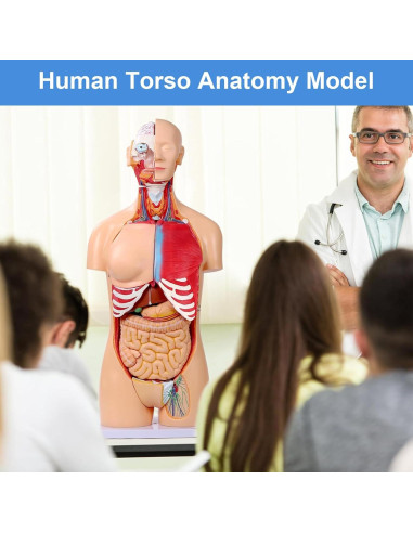 Modelo de Anatomía del Torso Humano 84.8 cm 32 Partes Removibles