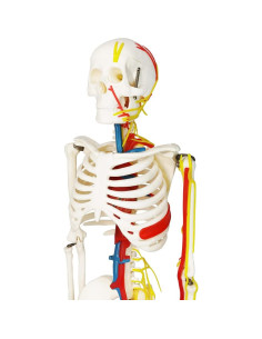 Modelo Mini Esqueleto Humano Evotech 85 cm con Soporte 2