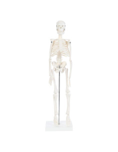 Modelo de Esqueleto Humano 48cm Laboratorio de Anatomía