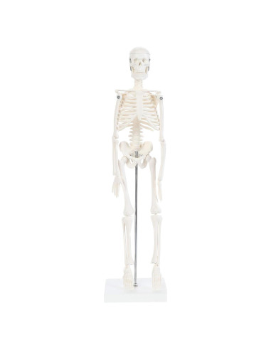 Modelo de Esqueleto Humano 48cm Laboratorio de Anatomía