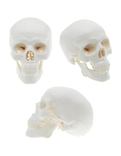 Modelo de Cráneo Mini QREBYQ para Estudio - Anatomía Humana 2