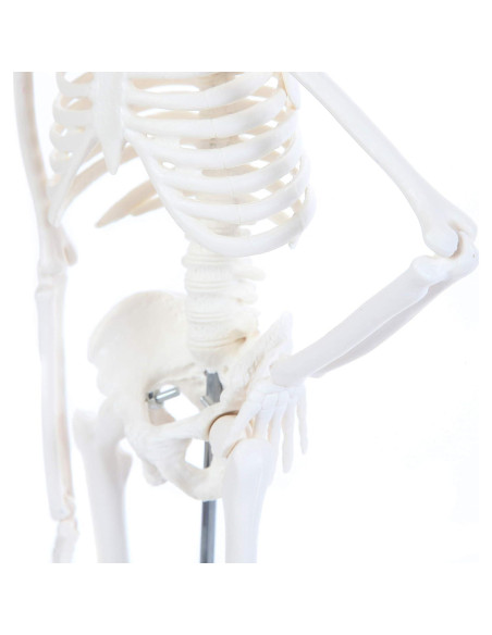 Modelo de Esqueleto Humano 48cm Laboratorio de Anatomía Modelo de Esqueleto Humano 48cm Laboratorio de Anatomía