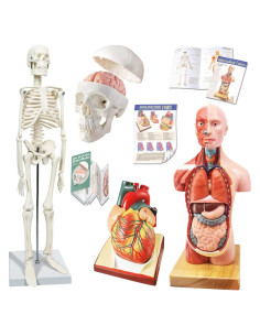 Conjunto de Modelos de Anatomía 3 Piezas NUEVO HORIZONTE