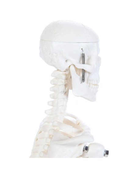 Modelo de Esqueleto Humano 48cm Laboratorio de Anatomía Modelo de Esqueleto Humano 48cm Laboratorio de Anatomía