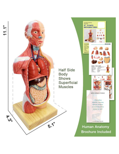 Conjunto de Modelos de Anatomía 3 Piezas NUEVO HORIZONTE