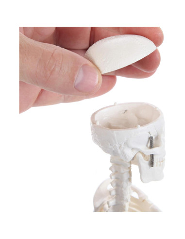 Modelo de Esqueleto Humano 48cm Laboratorio de Anatomía