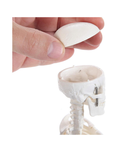 Modelo de Esqueleto Humano 48cm Laboratorio de Anatomía Modelo de Esqueleto Humano 48cm Laboratorio de Anatomía