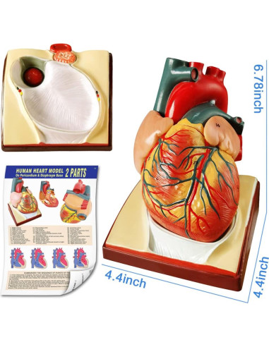Conjunto de Modelos de Anatomía 3 Piezas NUEVO HORIZONTE