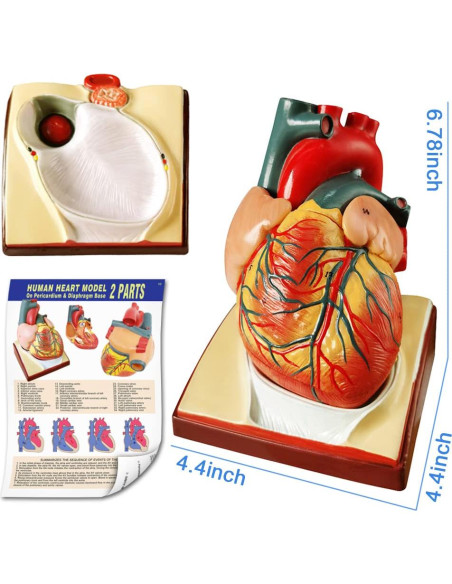Conjunto de Modelos de Anatomía 3 Piezas NUEVO HORIZONTE