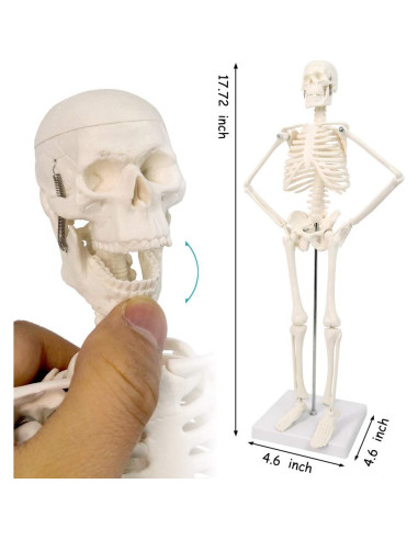Conjunto de Modelos de Anatomía 3 Piezas NUEVO HORIZONTE