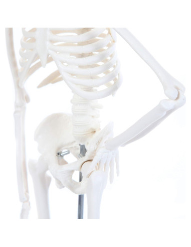 Modelo de Esqueleto Humano 48cm Laboratorio de Anatomía