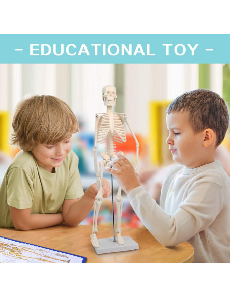 Conjunto de Modelos de Anatomía 3 Piezas NUEVO HORIZONTE