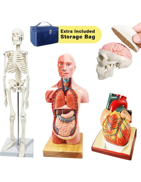 Conjunto de Modelos de Anatomía 3 Piezas NUEVO HORIZONTE