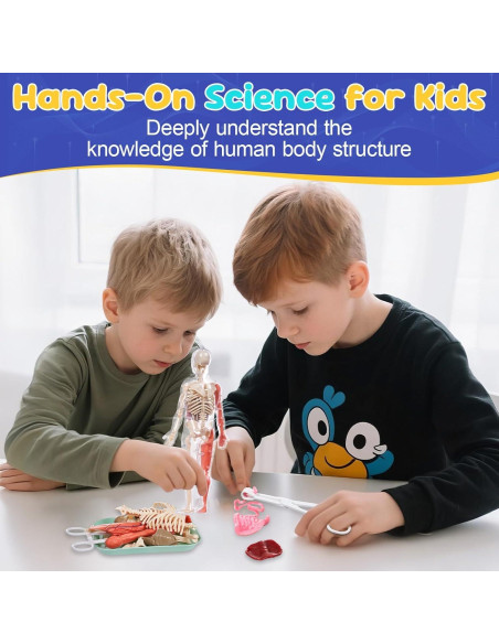 Modelo de Anatomía Humana Interactivo Gaelen 32 Piezas