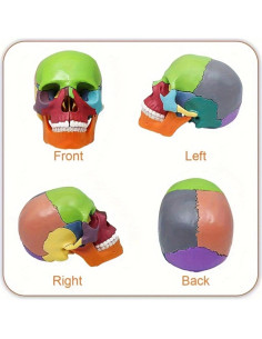 Modelo de Cráneo Anatómico 15 Piezas Vocadok 12.5x8.5x12.5cm 2
