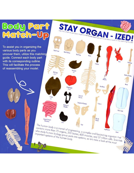 Modelo de Anatomía Humana Interactivo Gaelen 32 Piezas