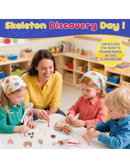 Modelo de Anatomía Humana Interactivo Gaelen 32 Piezas