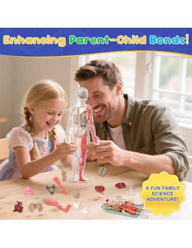 Modelo de Anatomía Humana Interactivo Gaelen 32 Piezas