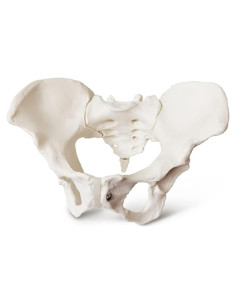 Modelo de Pelvis Femenina Estacionaria 2025 - Anatomía Realista