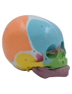 Modelo Anatómico Cráneo Bebé a Tamaño Real 9x12x10cm