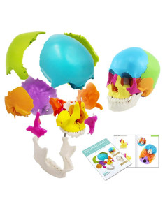 Modelo de Cráneo Humano Didáctico 22 Piezas PVC 19.5x15x13 cm