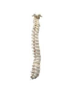 Modelo Columna Vertebral Humana Desarticulada 47 Piezas hBARSCI