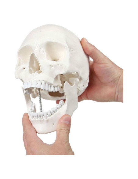 Cráneo Humano Didáctico 3 Partes Axis Scientific 20cm