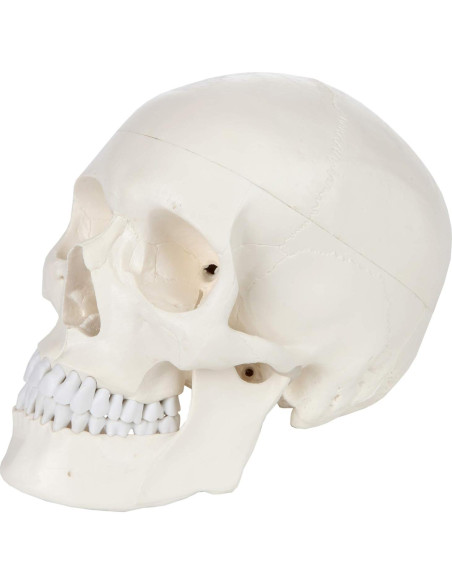 Cráneo Humano Didáctico 3 Partes Axis Scientific 20cm