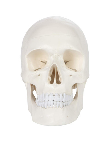 Cráneo Humano Didáctico 3 Partes Axis Scientific 20cm