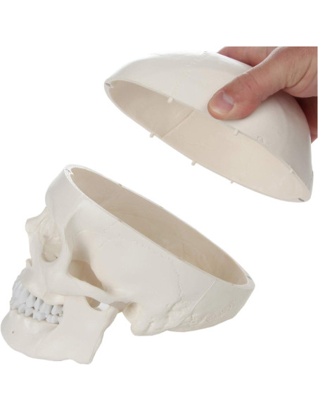 Cráneo Humano Didáctico 3 Partes Axis Scientific 20cm