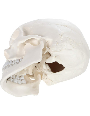 Cráneo Humano Didáctico 3 Partes Axis Scientific 20cm