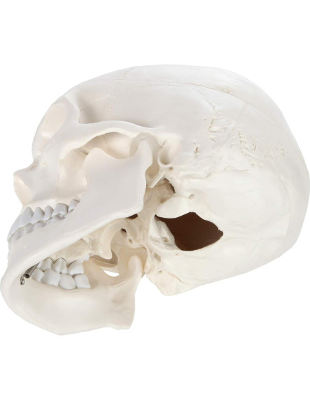 Cráneo Humano Didáctico 3 Partes Axis Scientific 20cm