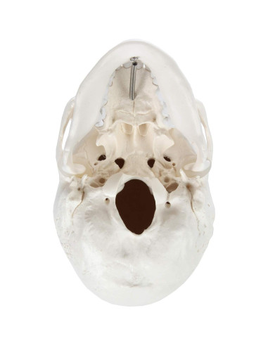 Cráneo Humano Didáctico 3 Partes Axis Scientific 20cm