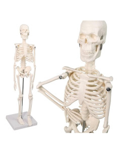 Modelo de Esqueleto Humano Mini Merinden 44.96 cm Móvil