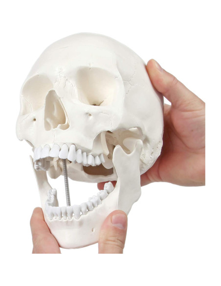 Cráneo Humano Didáctico 3 Partes Axis Scientific 20cm