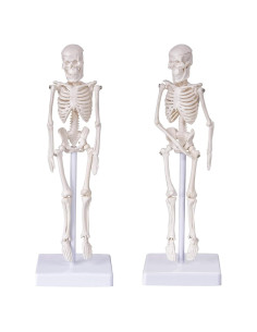 Modelo de Esqueleto Humano Mini Pipilily 20cm Articulado