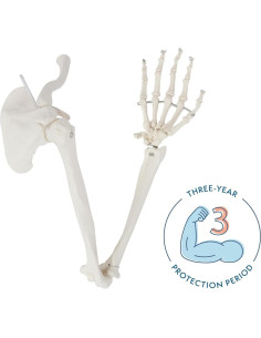 Modelo de Brazo Esquelético Humano Axis Scientific 71 cm 2