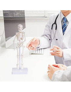 Modelo de Esqueleto Humano Mini Pipilily 20cm Articulado 2