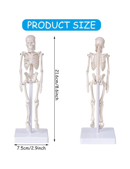 Modelo de Esqueleto Humano Mini Pipilily 20cm Articulado