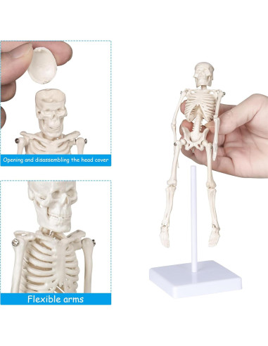 Modelo de Esqueleto Humano Mini Pipilily 20cm Articulado