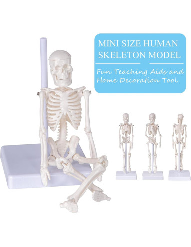 Modelo de Esqueleto Humano Mini Pipilily 20cm Articulado